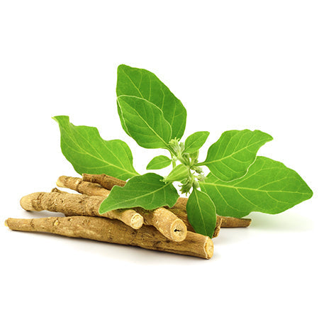 The Science Behind Ashwagandha: The Stress-Relieving Powerhouse in Hoola